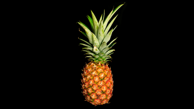 Illustration for article titled Behold These Wonders From Afar: Pine Apples, The Edible Jewels Of The Orient